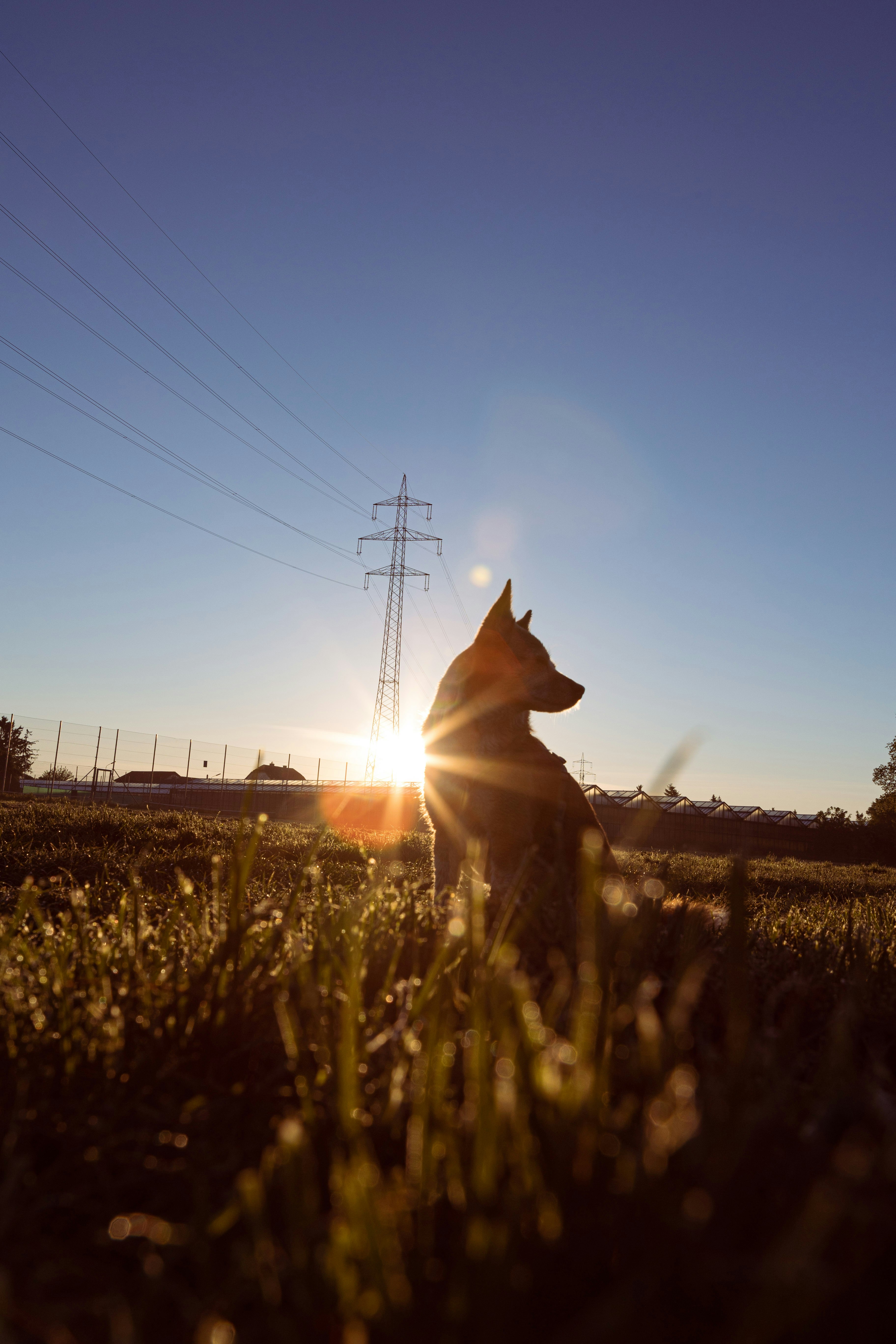 brown short coated dog on brown grass field during sunset